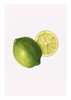 Fruktposter - Lime (hel och i genomskärning) (Fri frakt!)