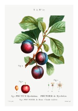 Fruktposter - Plommonfrukt (Fri frakt!)