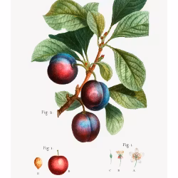 Fruktposter - Plommonfrukt (Fri frakt!)