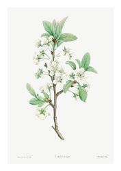 Plommonblomma (Fri frakt!)