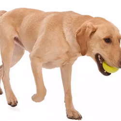 Jive, large Zogoflex