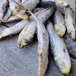 Nom Noms Freezies Skarpsill storpack 1kg