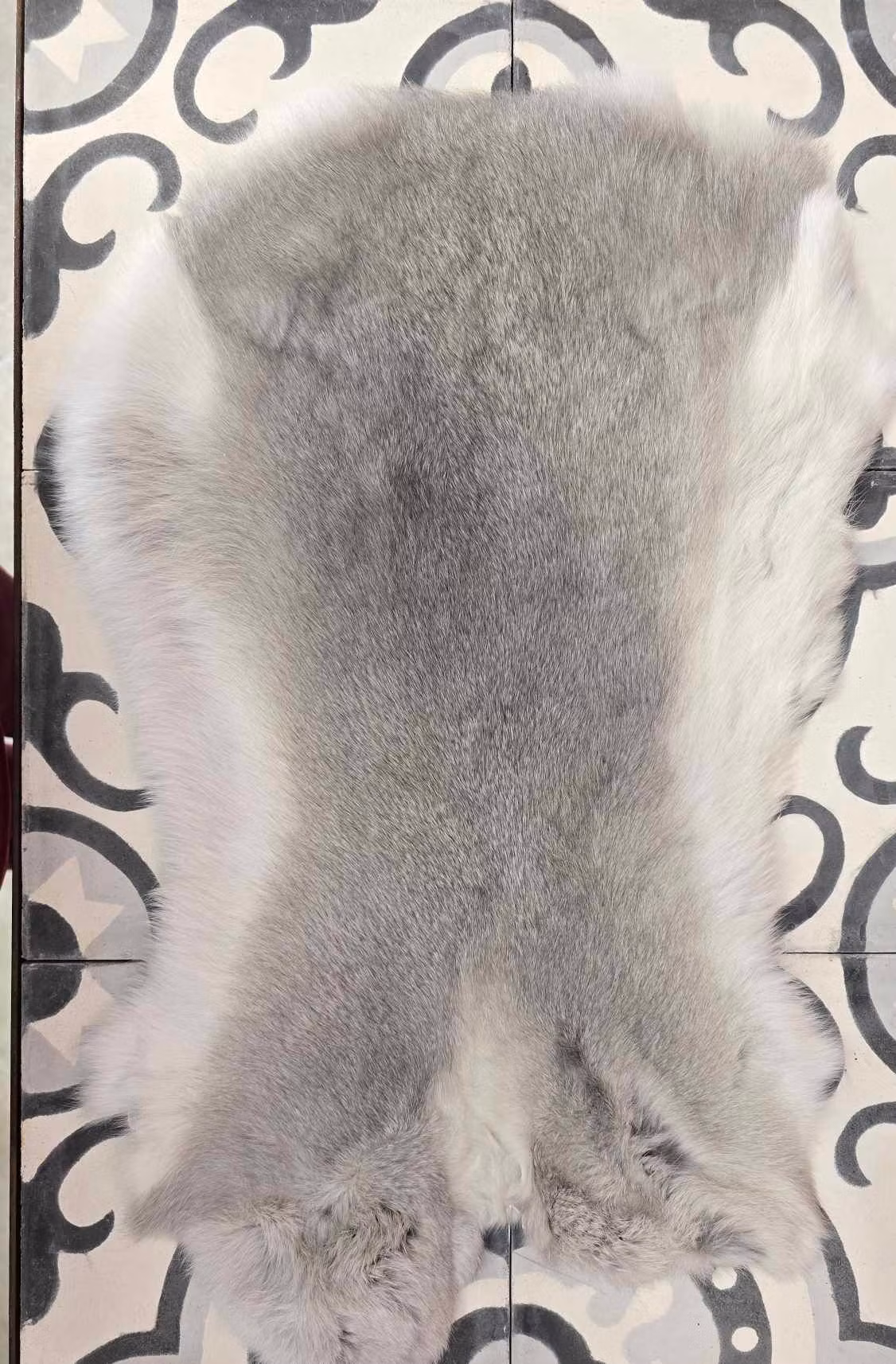 Chinchilla