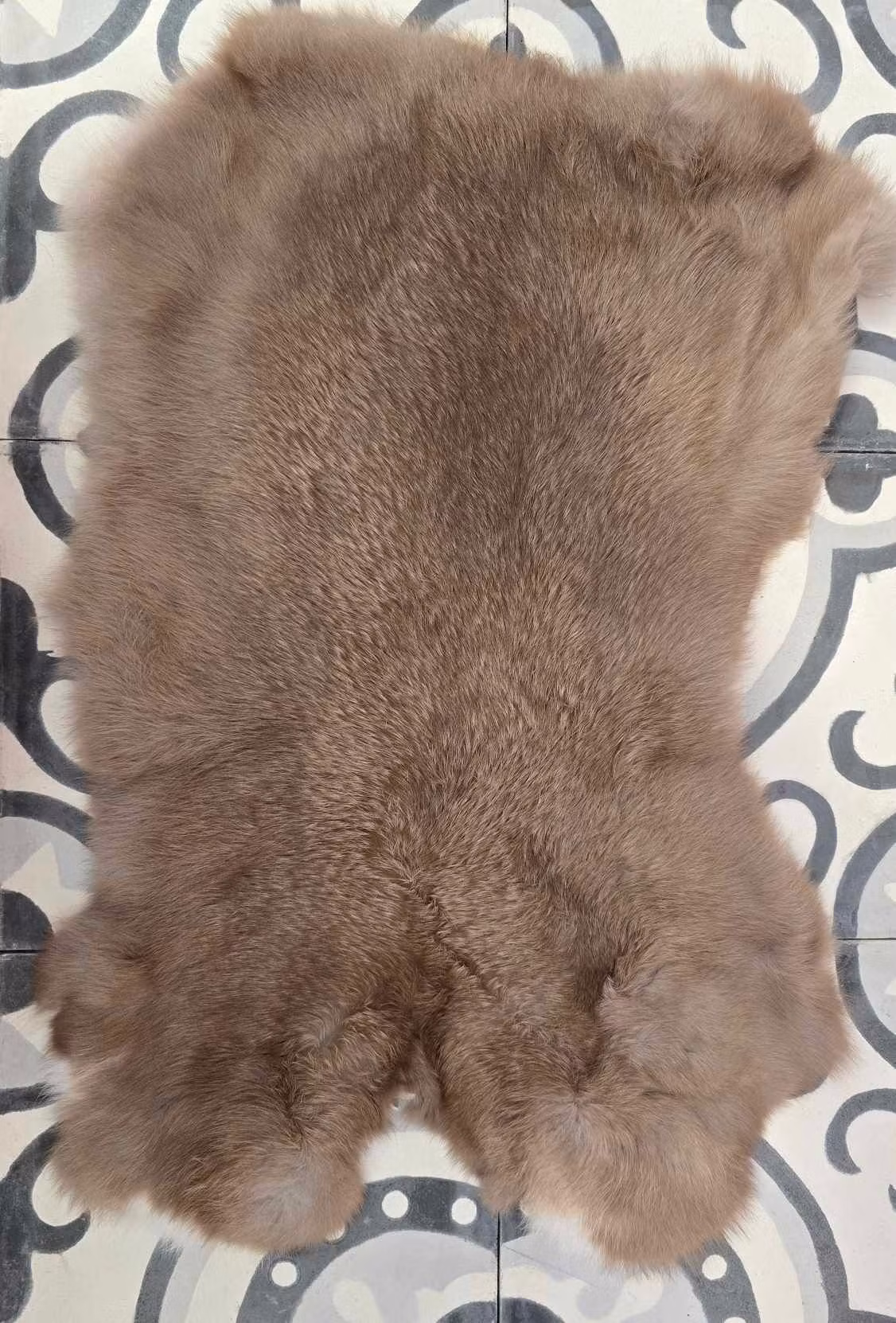Palomino