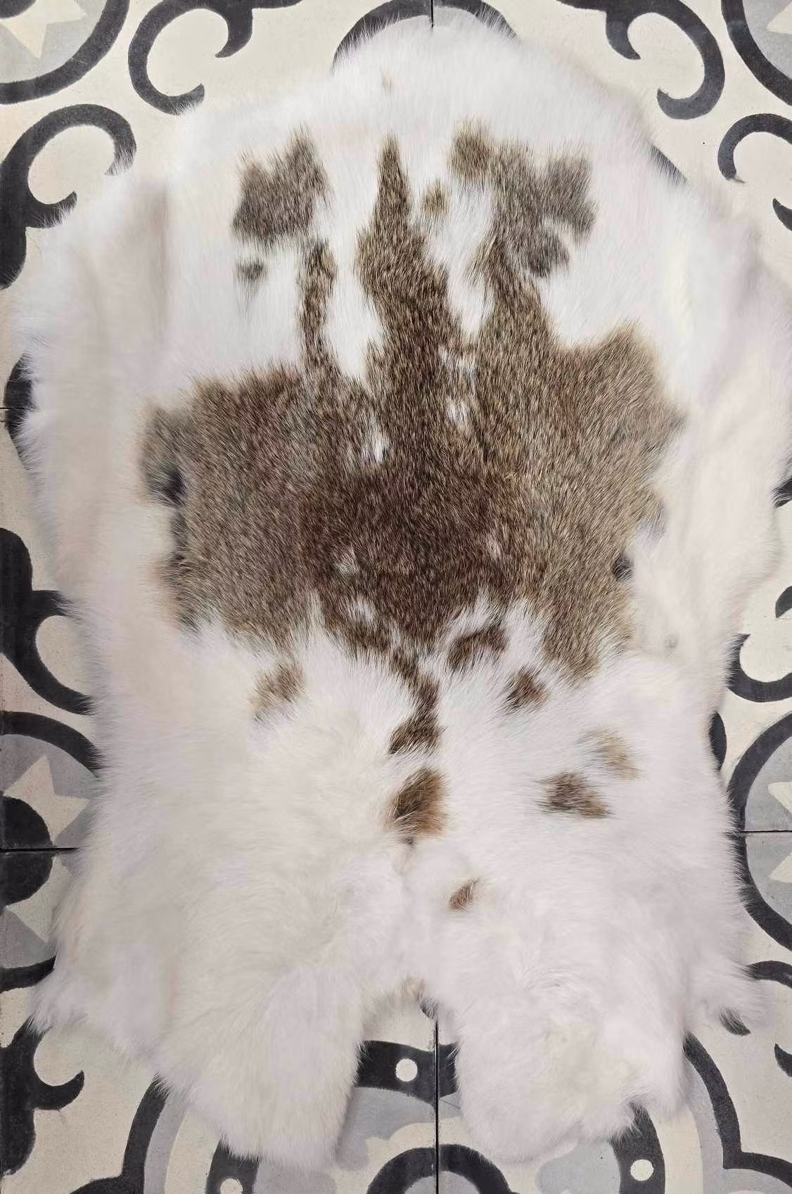 Brunspräcklig / Brown spotted