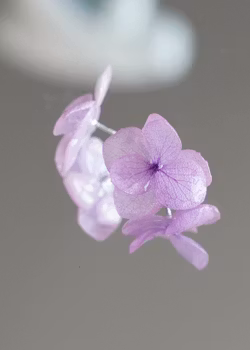 Hortensia Alv Lys Lavendel –  Øresmykker Laget av Ekte Tørkede Hortensiablomster  og Ørestikker belagt med Ekte Sølv
