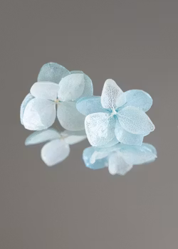 Hortensia Alv i Blåhvite toner–  Øresmykker Laget av Ekte Tørkede Hortensiablomster  og Ørestikker belagt med Ekte Sølv