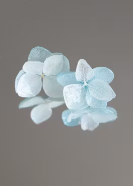 Hortensia Alv i Blåhvite toner–  Øresmykker Laget av Ekte Tørkede Hortensiablomster  og Ørestikker belagt med Ekte Sølv