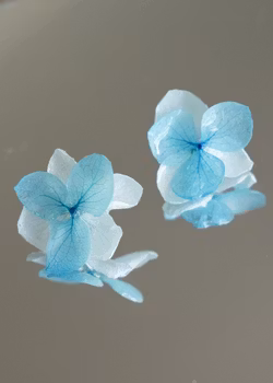 Hortensia Alv i Blåhvite toner–  Øresmykker Laget av Ekte Tørkede Hortensiablomster  og Ørestikker belagt med Ekte Sølv