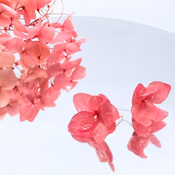 Hortensia Alv - Øresmykker  i Rosa toner  Laget av Ekte Tørkede Hortensiablomster  og Ørestikker belagt med Ekte Søl