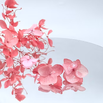 Hortensia Alv Lys Rosa - Øresmykker Laget av Ekte Tørkede Hortensiablomster  og Ørestikker belagt med Ekte Sølv