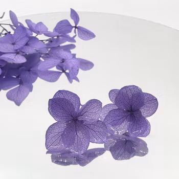 Hortensia Alv i Indigo–  Øresmykker Laget av Tørkede Hortensiablomster  og Ørestikker belagt med Ekte Sølv