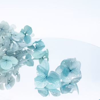 Hortensia Alv Lys Blå –  Øresmykker Laget av Tørkede Hortensiablomster  og Ørestikker belagt med Ekte Sølv