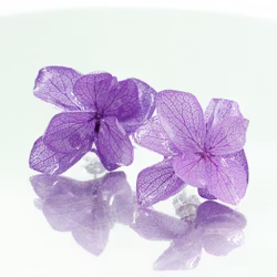 Hortensia Alv Lilla- Øresmykker Laget av Ekte Hortensiablomster