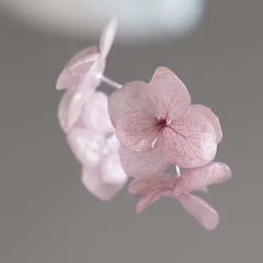 Hortensia Alv Støvet Mauve –  Øresmykker Laget av Ekte Hortensiablomster