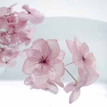 Hortensia Alv Støvet Mauve –  Øresmykker Laget av Ekte Hortensiablomster