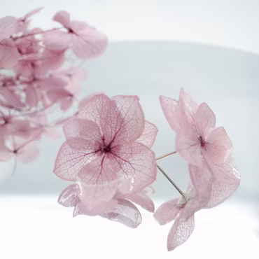 Hortensia Alv Støvet Mauve –  Øresmykker Laget av Ekte Hortensiablomster