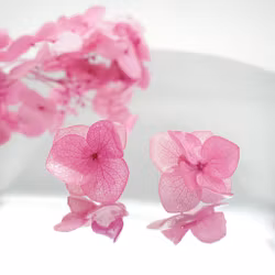 Hortensia Alv Rosa - Øresmykker Laget av Ekte Hortensiablomster