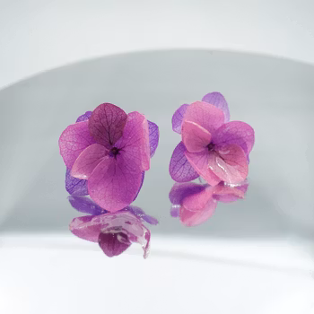 Hortensia Alv Rosa og Lilla - Øresmykker Laget av Ekte Hortensiablomster