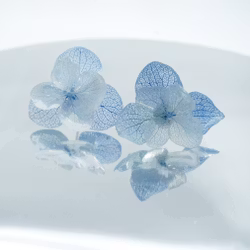 Hortensia Alv i Blå og hvit–  Øresmykker Laget av Ekte Hortensiablomster