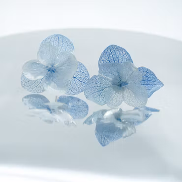 Hortensia Alv i Blå og hvit–  Øresmykker Laget av Ekte Hortensiablomster