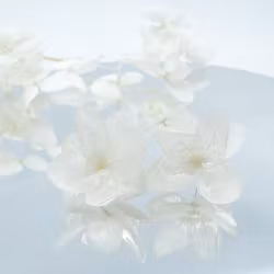 Hortensia Alv Amplia Spindelvevhvit– Øresmykker Laget av Ekte Hortensiablomster