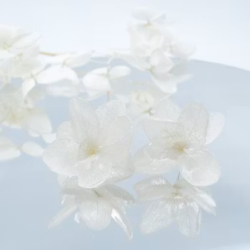 Hortensia Alv Amplia Spindelvevhvit– Øresmykker Laget av Ekte Hortensiablomster