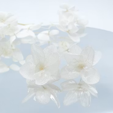 Hortensia Alv Amplia Spindelvevhvit– Øresmykker Laget av Ekte Hortensiablomster