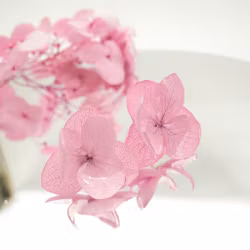 Hortensia Alv Lys Rosa - Øresmykker Laget av Ekte Hortensiablomster
