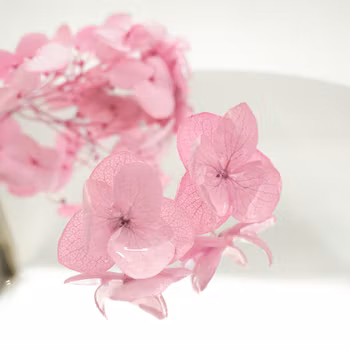 Hortensia Alv Lys Rosa - Øresmykker Laget av Ekte Hortensiablomster