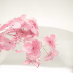 Hortensia Alv Lys Rosa - Øresmykker Laget av Ekte Hortensiablomster