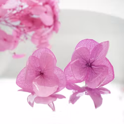 Hortensia Alv Fuksia - Øresmykker Laget av Ekte Hortensiablomster