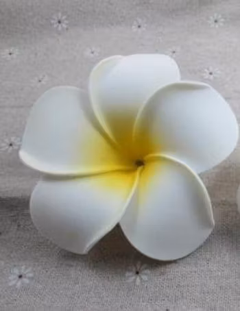 Plumeria Hawaiian Frangipani skumblomma