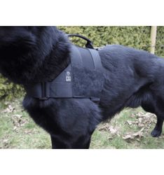 Hundsele Alpha, K9 Thorn