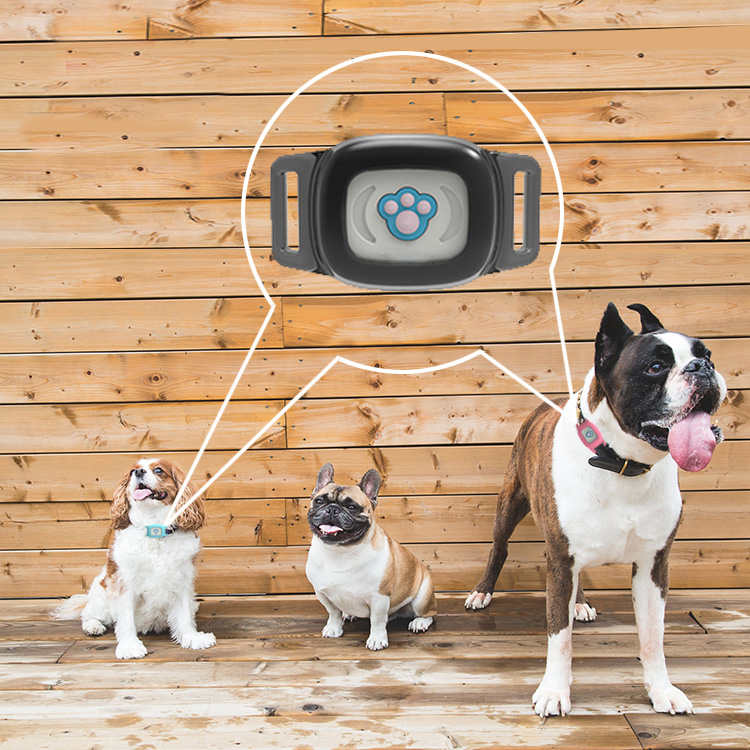 Liten IP67 GPS-tracker för katt och hund