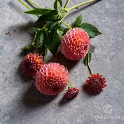 Vårlök - Förbokning - Västernäs Handelsträdgård