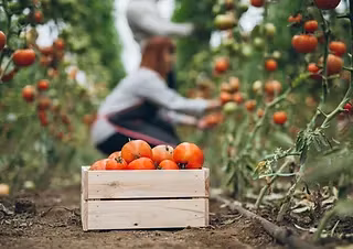 Alla Frön - Västernäs Handelsträdgård
