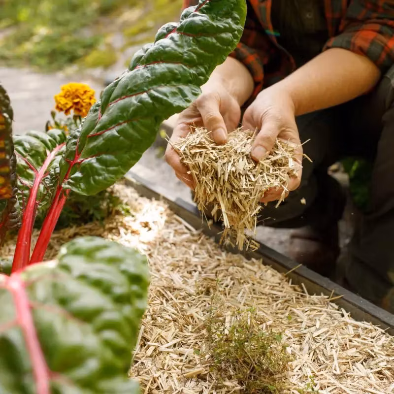 Jordkompisar - Västernäs Handelsträdgård