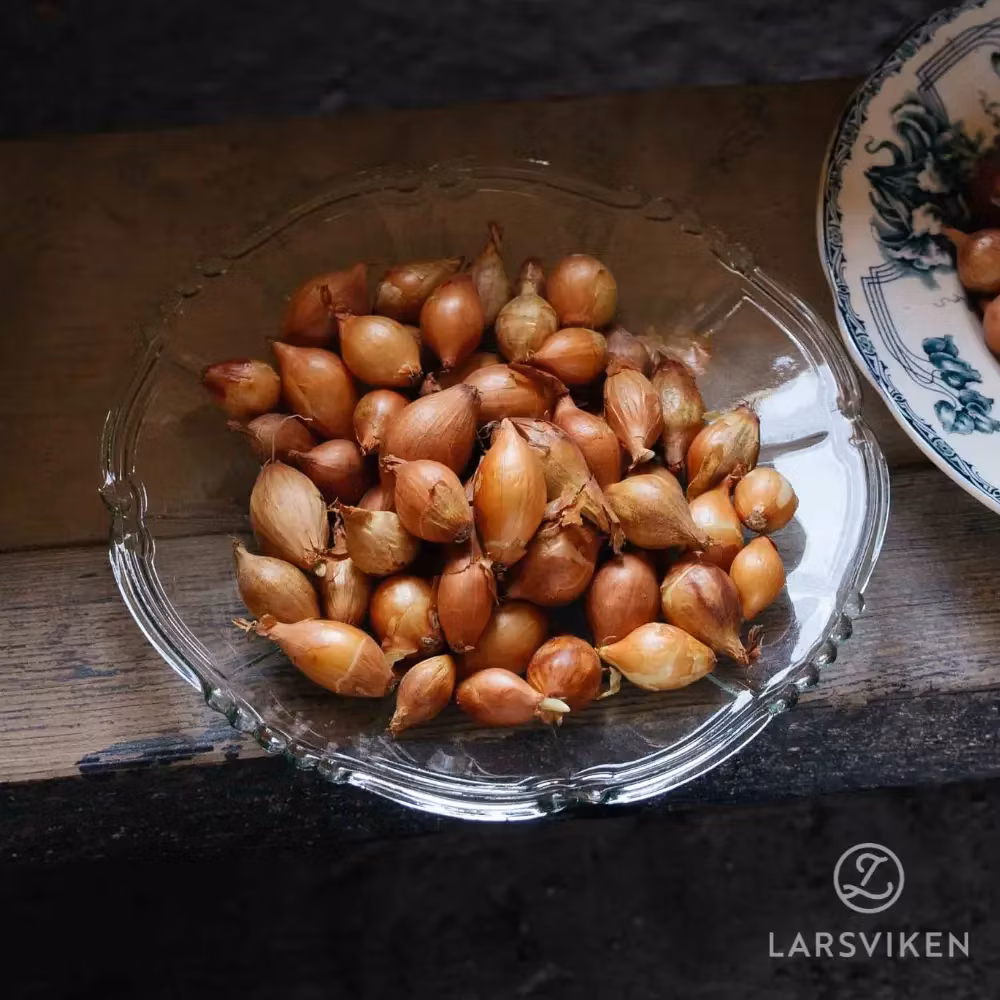 Sättlök - Förbokning - Västernäs Handelsträdgård