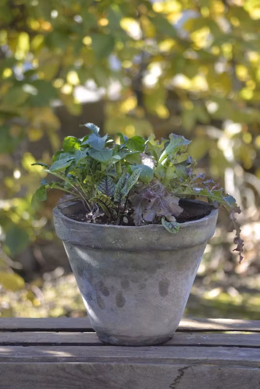 Mixar - Västernäs Handelsträdgård