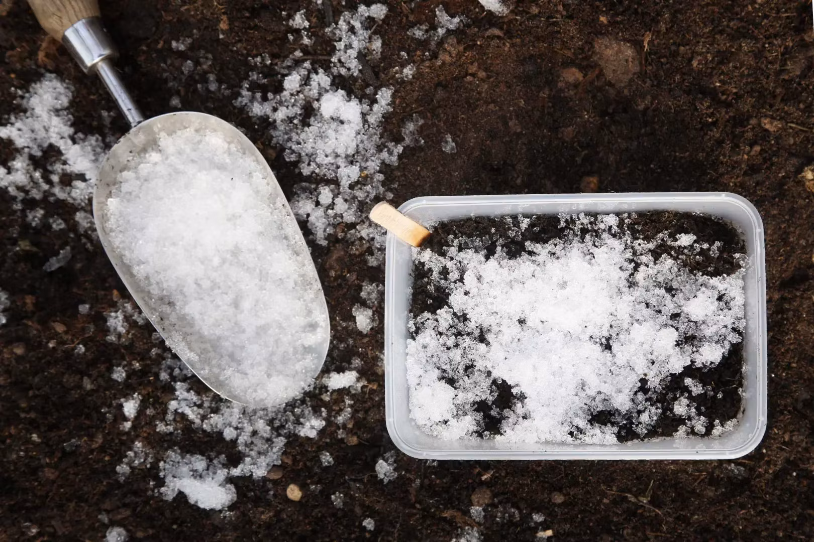 Vintersådd - Västernäs Handelsträdgård