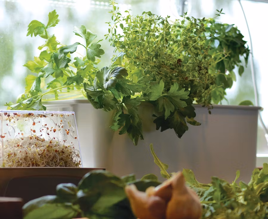 Hydrokultur - Västernäs Handelsträdgård