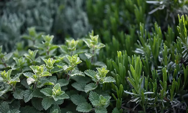 Kryddor & Örter - Västernäs Handelsträdgård