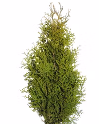 Häckthuja 'Brabant' 200-225