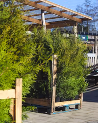 Häckthuja 'Brabant' 200-225