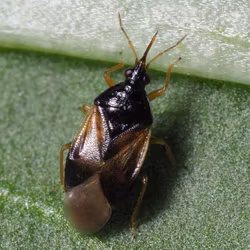 Oriusbaggar mot Trips