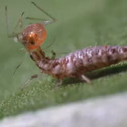 Bladluslejon/Guldögonslända