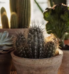 Så- och Kaktusjord 4L