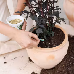 Växtnäring Långtidsverkande