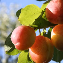 Trädgårdsgödsel Mognad